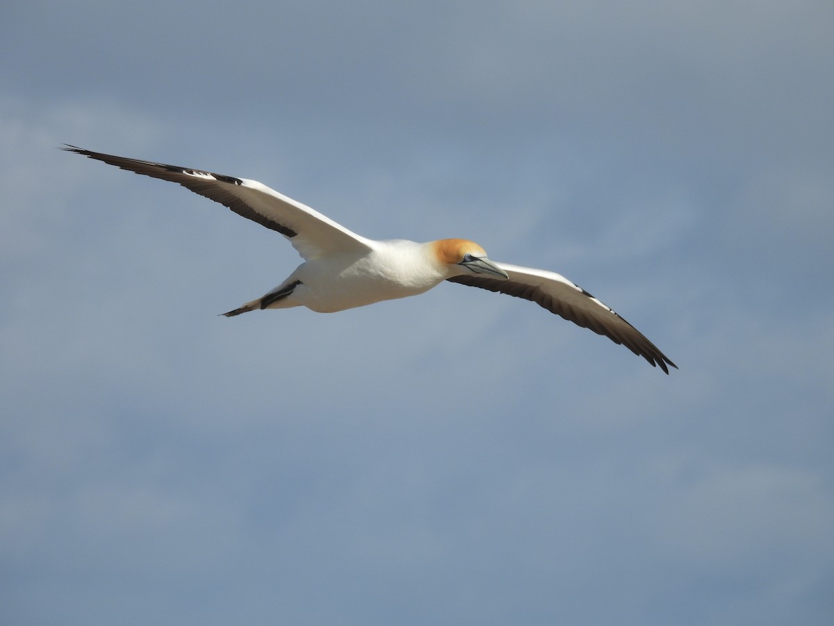Australasian Gannet - ML645385025