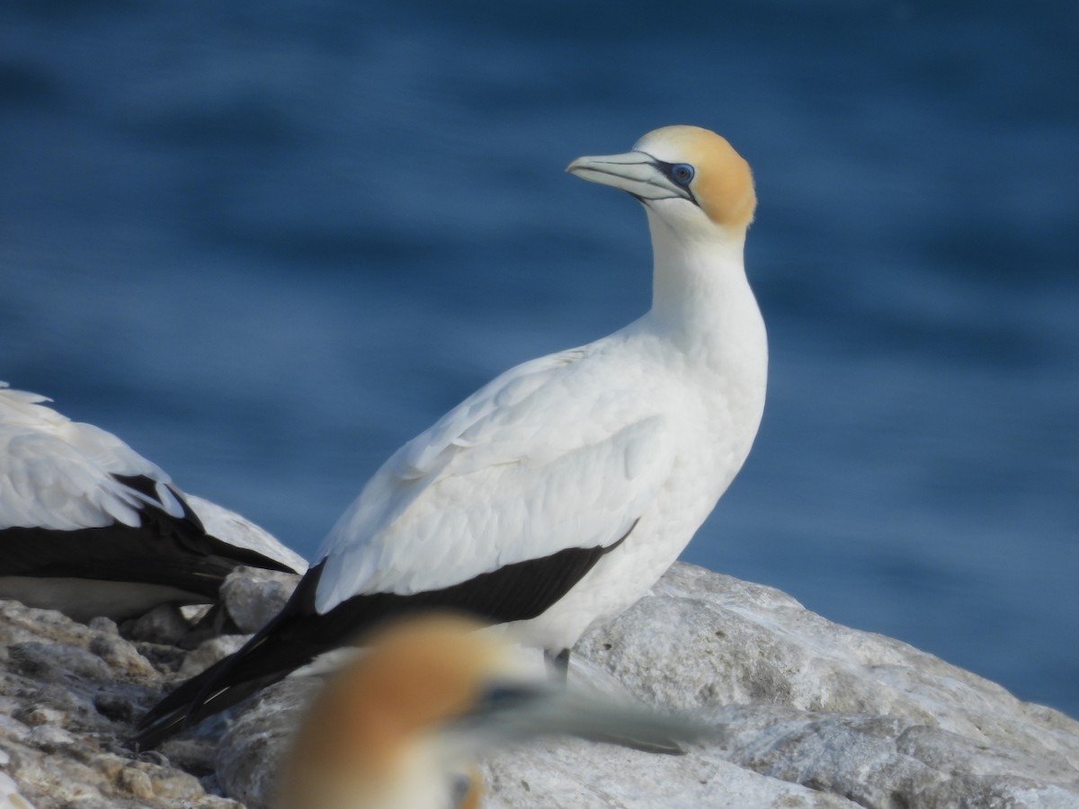 Australasian Gannet - ML645385026