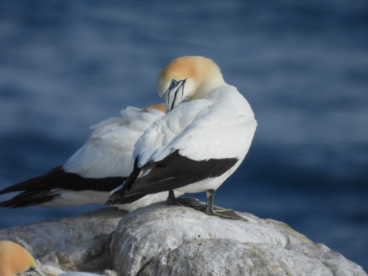 Australasian Gannet - ML645385027