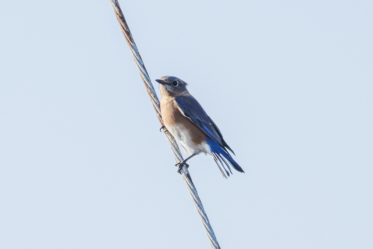 Eastern Bluebird - ML645385028