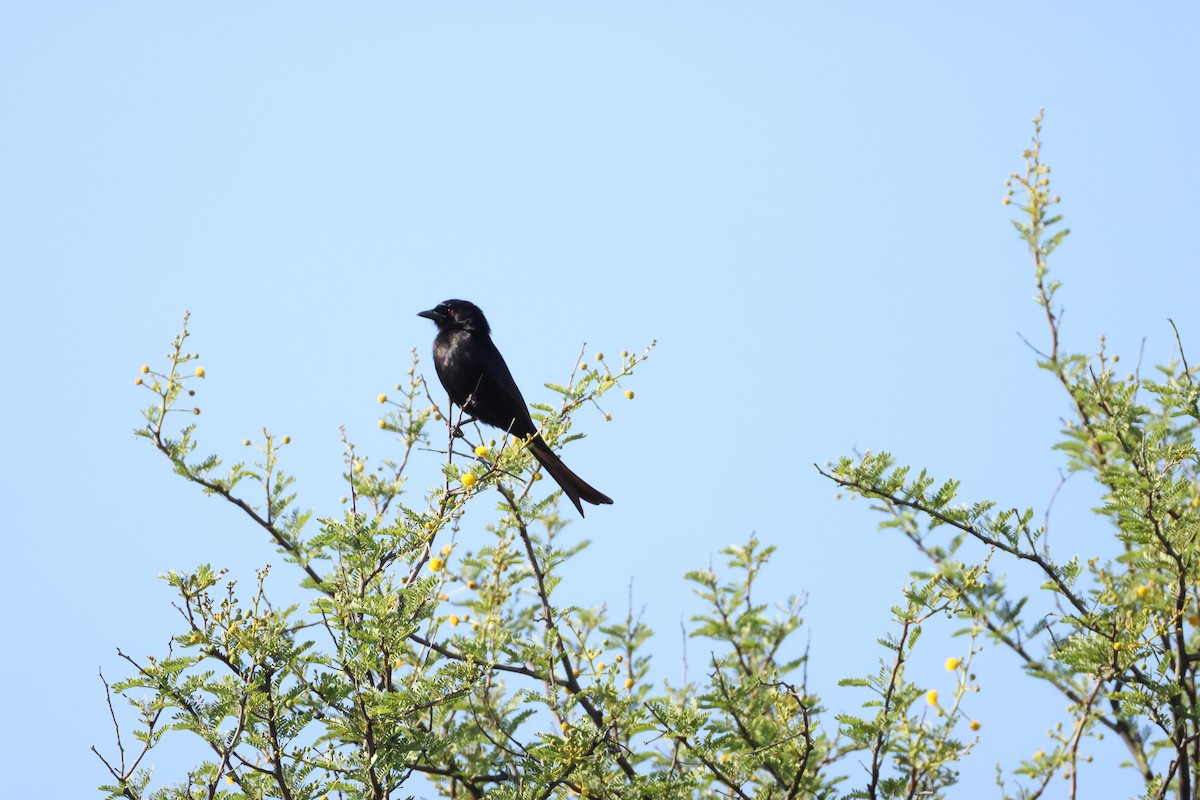 Fork-tailed Drongo - ML645385029