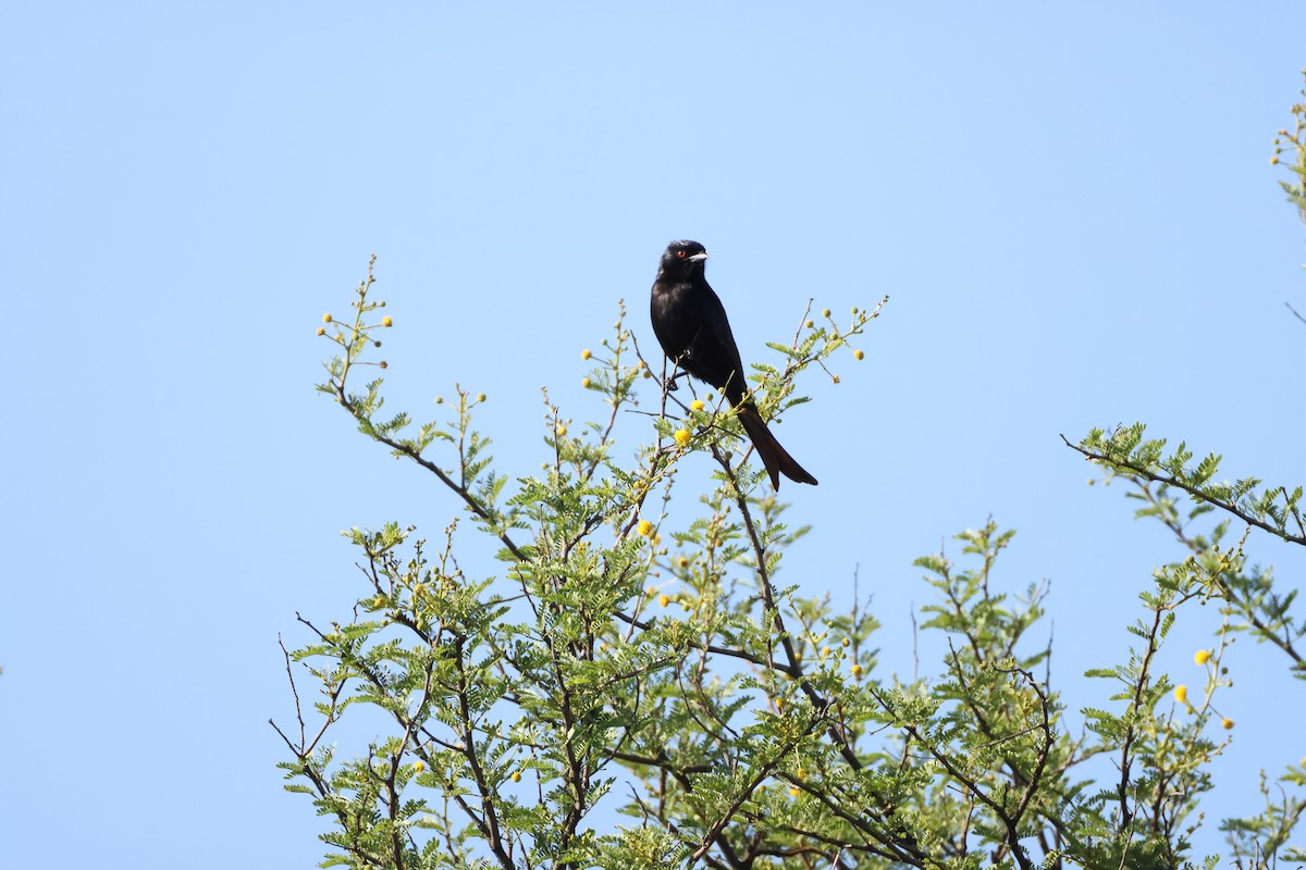 Fork-tailed Drongo - ML645385030