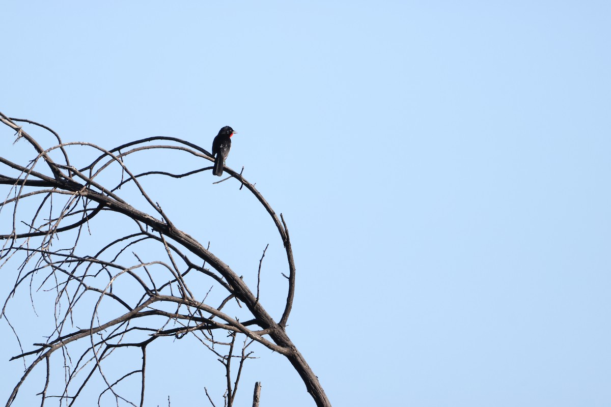 Crimson-breasted Gonolek - ML645385031