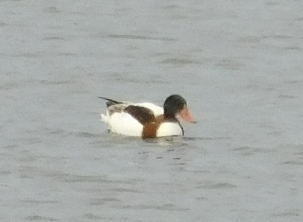 花鳧 - ML645385032