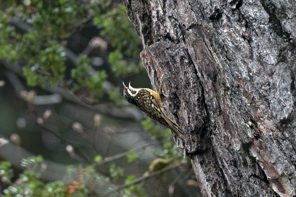 Rusty-flanked Treecreeper - ML645385034