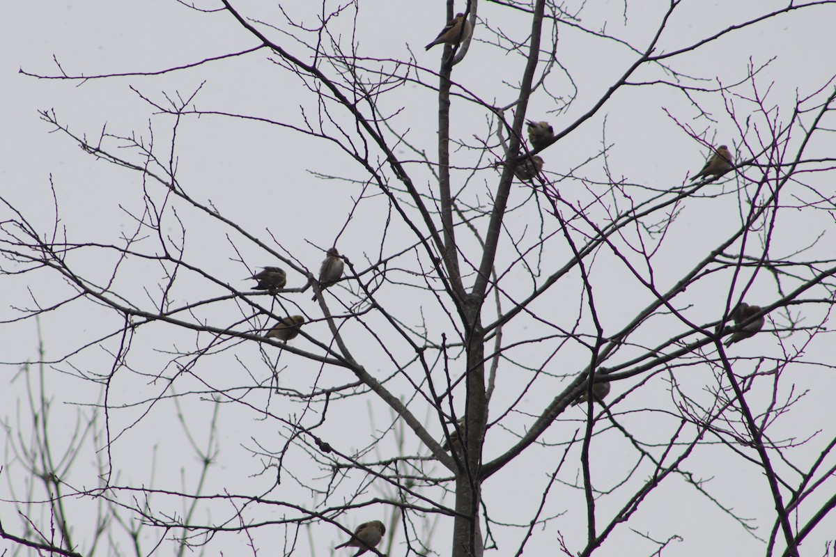 American Goldfinch - ML645385043
