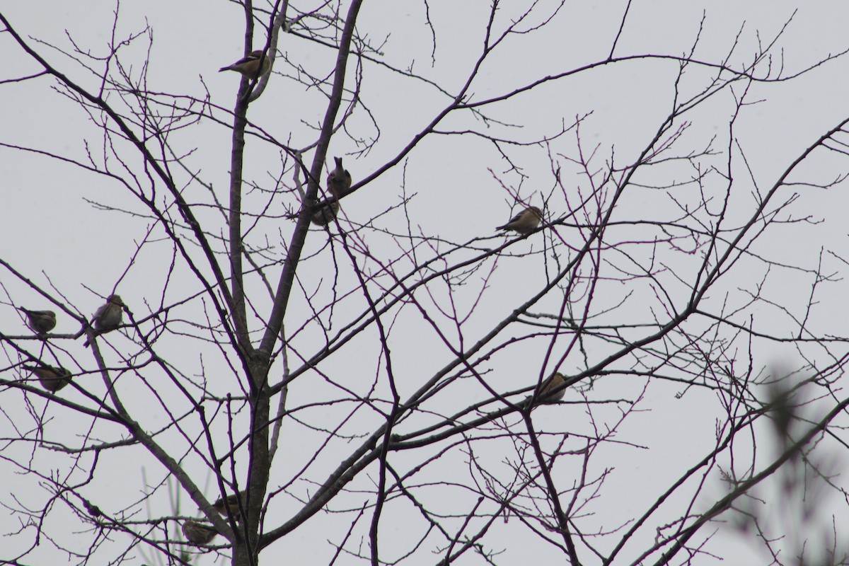 American Goldfinch - ML645385045
