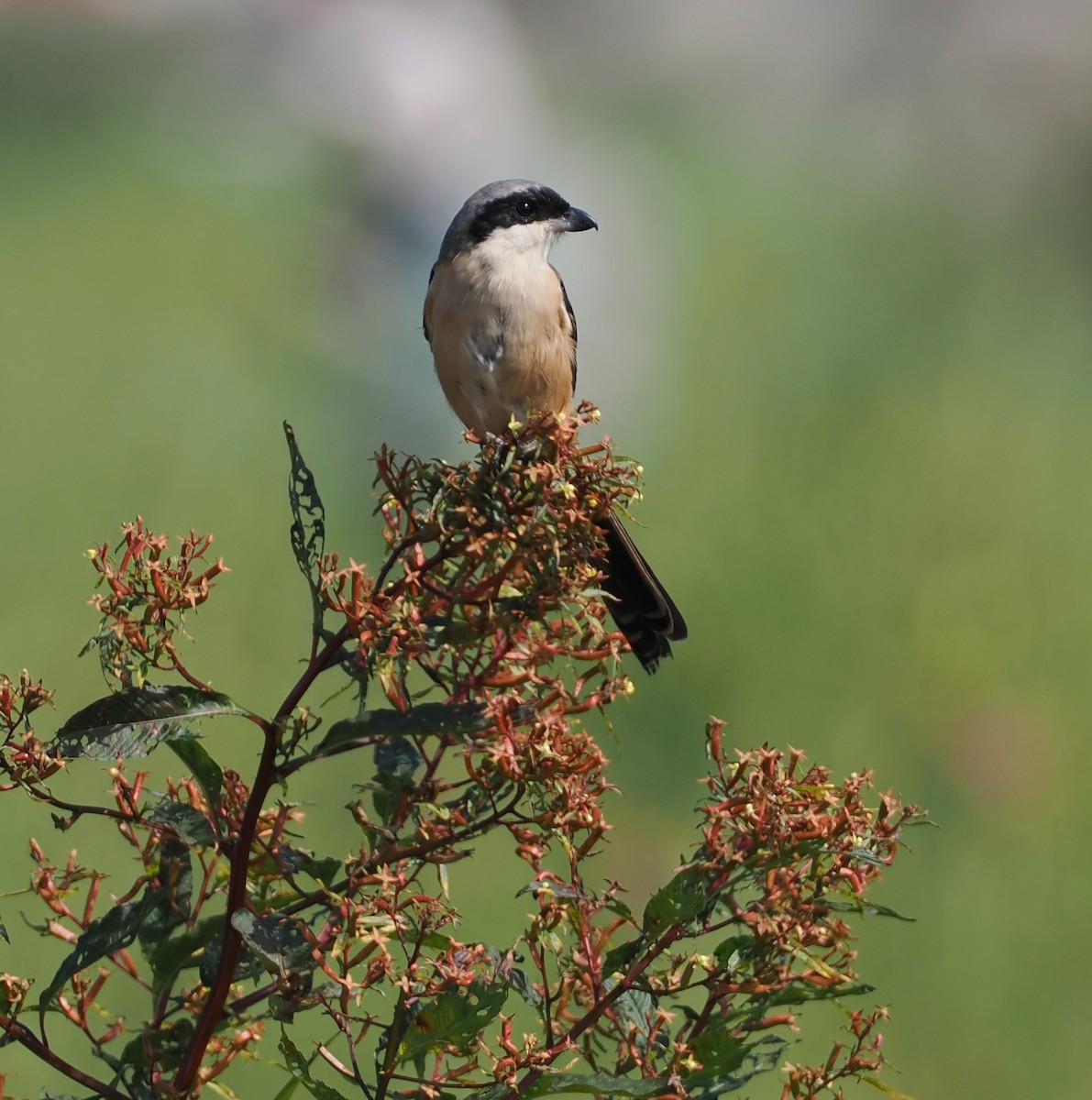 棕背伯勞 - ML645385046