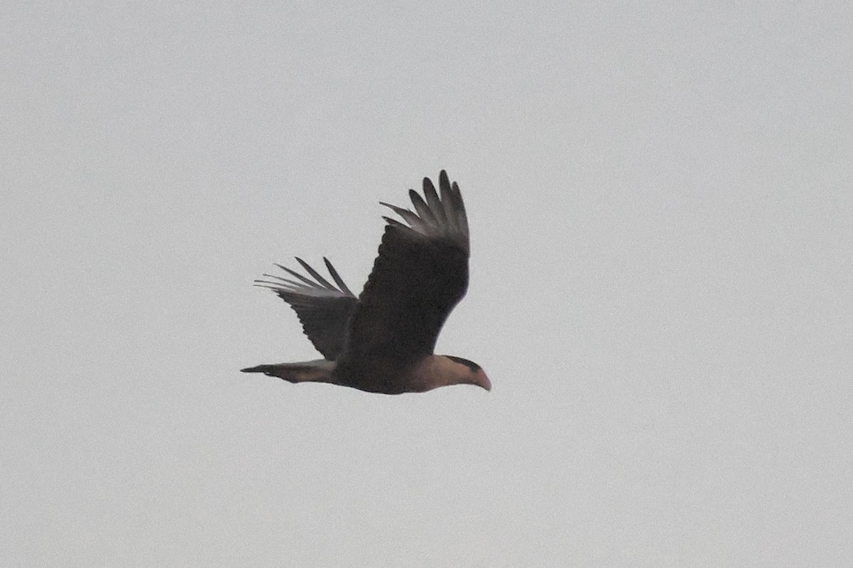 Crested Caracara - ML645385049