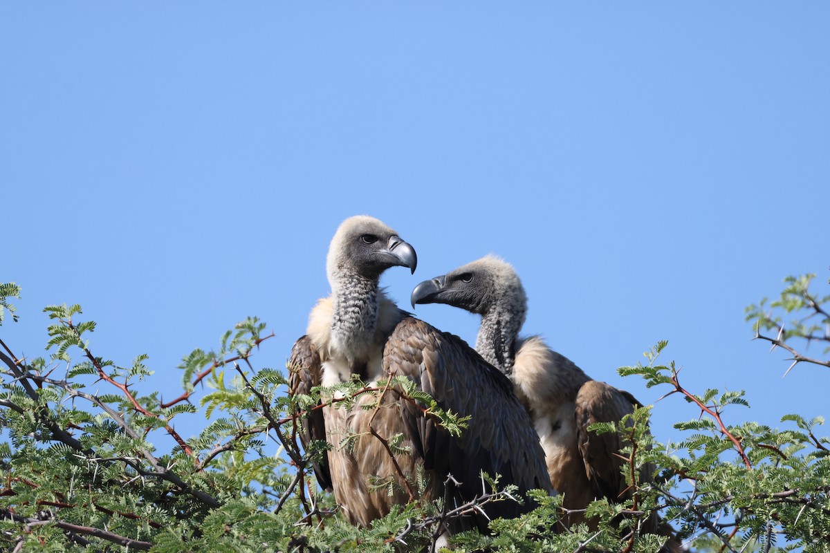 White-backed Vulture - ML645385058