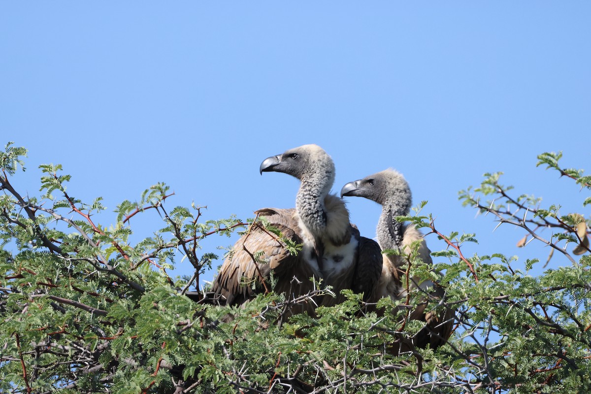 White-backed Vulture - ML645385060