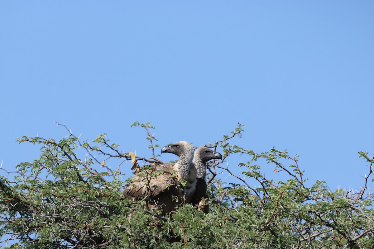 White-backed Vulture - ML645385061