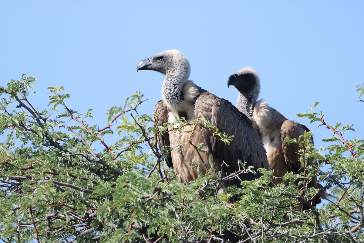 White-backed Vulture - ML645385062