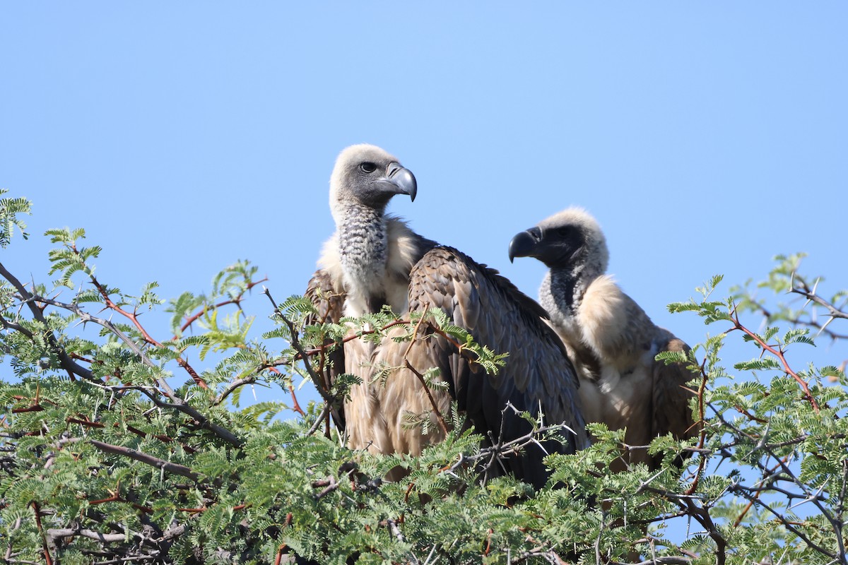 White-backed Vulture - ML645385063