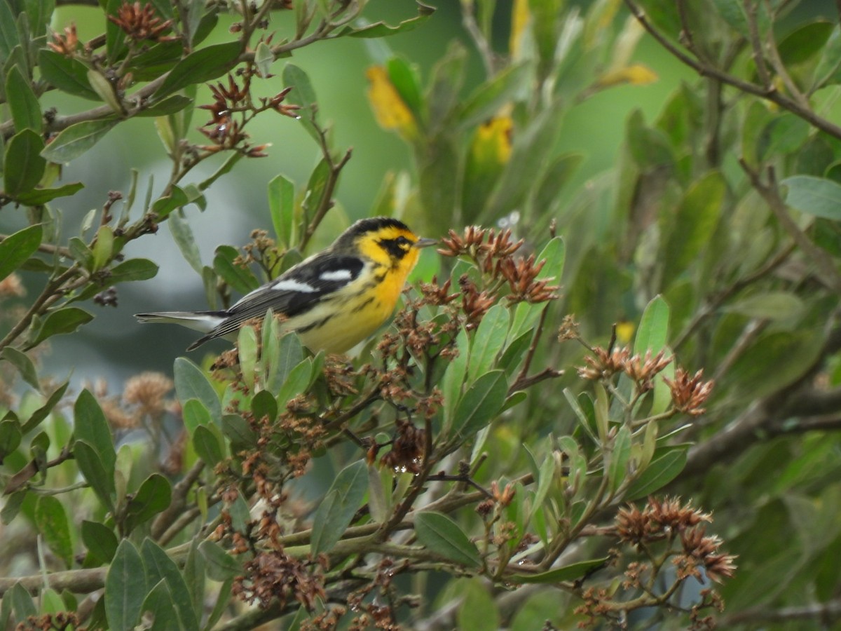 Reinita Gorjinaranja - ML645385081