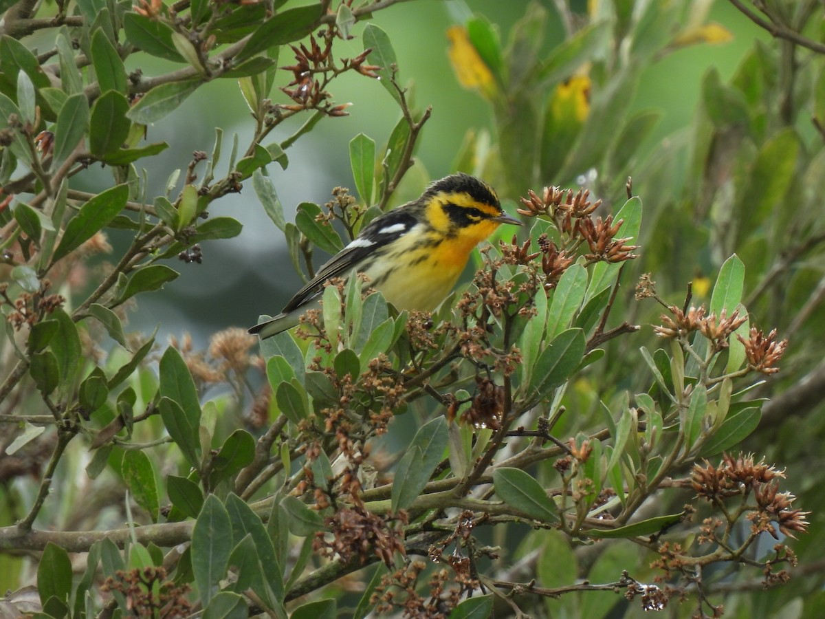 Reinita Gorjinaranja - ML645385082