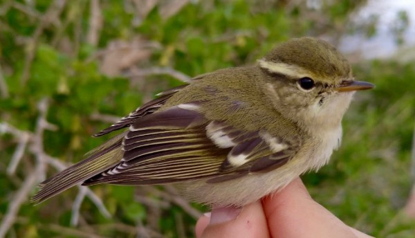 Yellow-browed Warbler - ML645385105