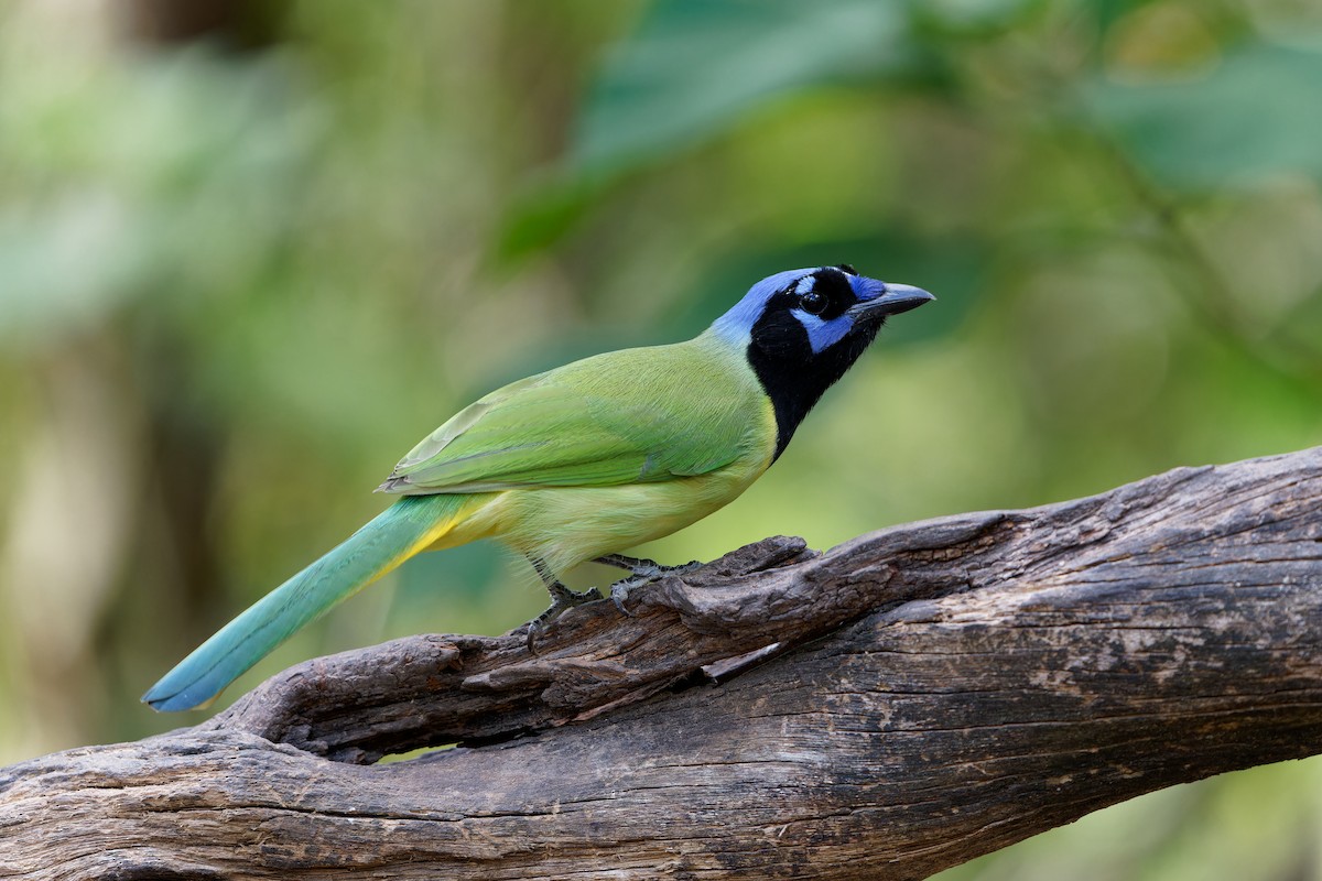 Geai vert - ML645385107