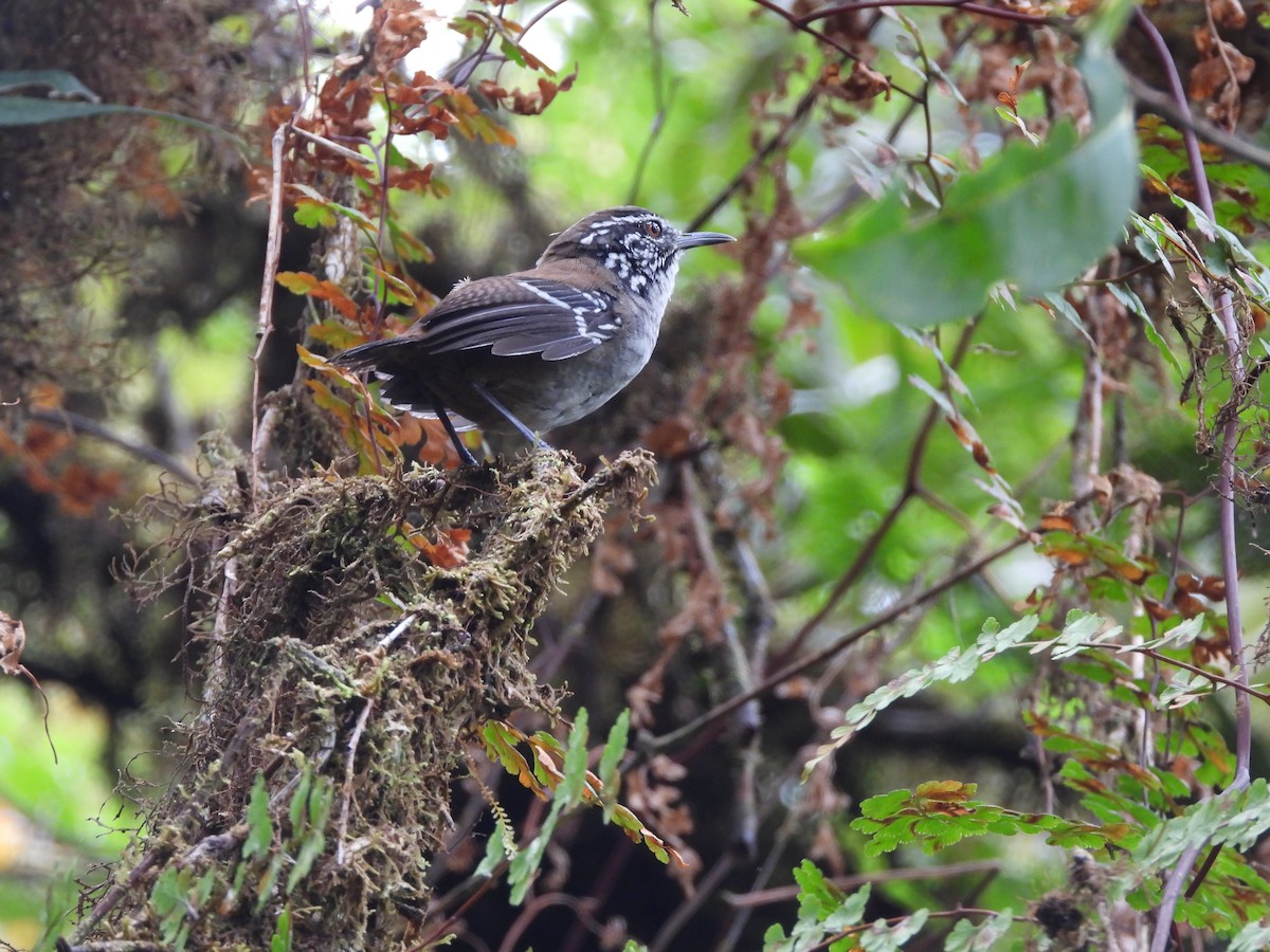 Bar-winged Wood-Wren - ML645385108