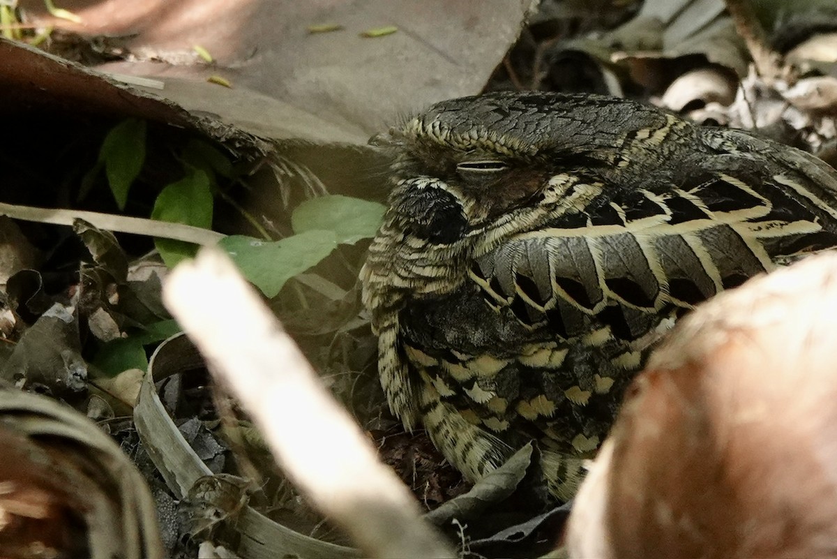 Common Pauraque - ML645385119