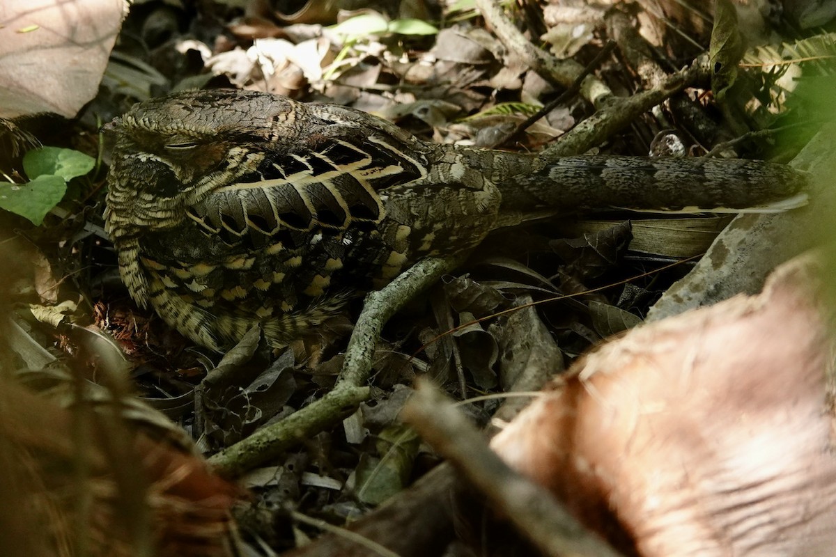 Common Pauraque - ML645385120