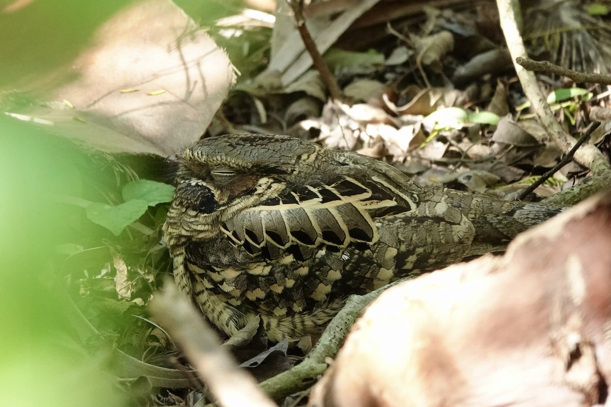 Common Pauraque - ML645385121