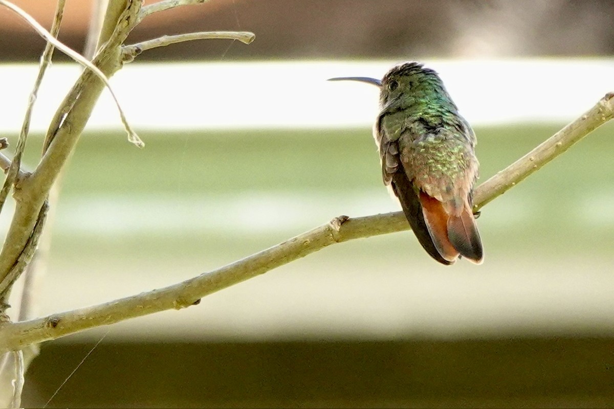 Buff-bellied Hummingbird - ML645385136