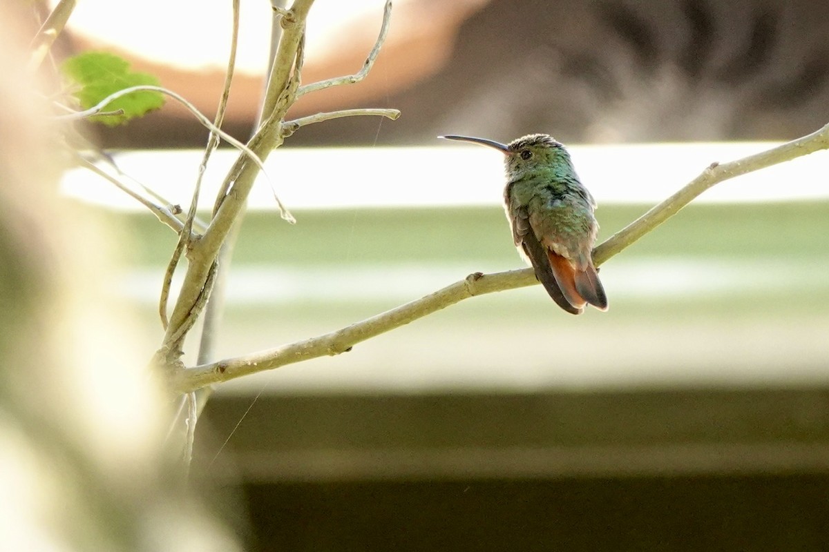 Buff-bellied Hummingbird - ML645385137
