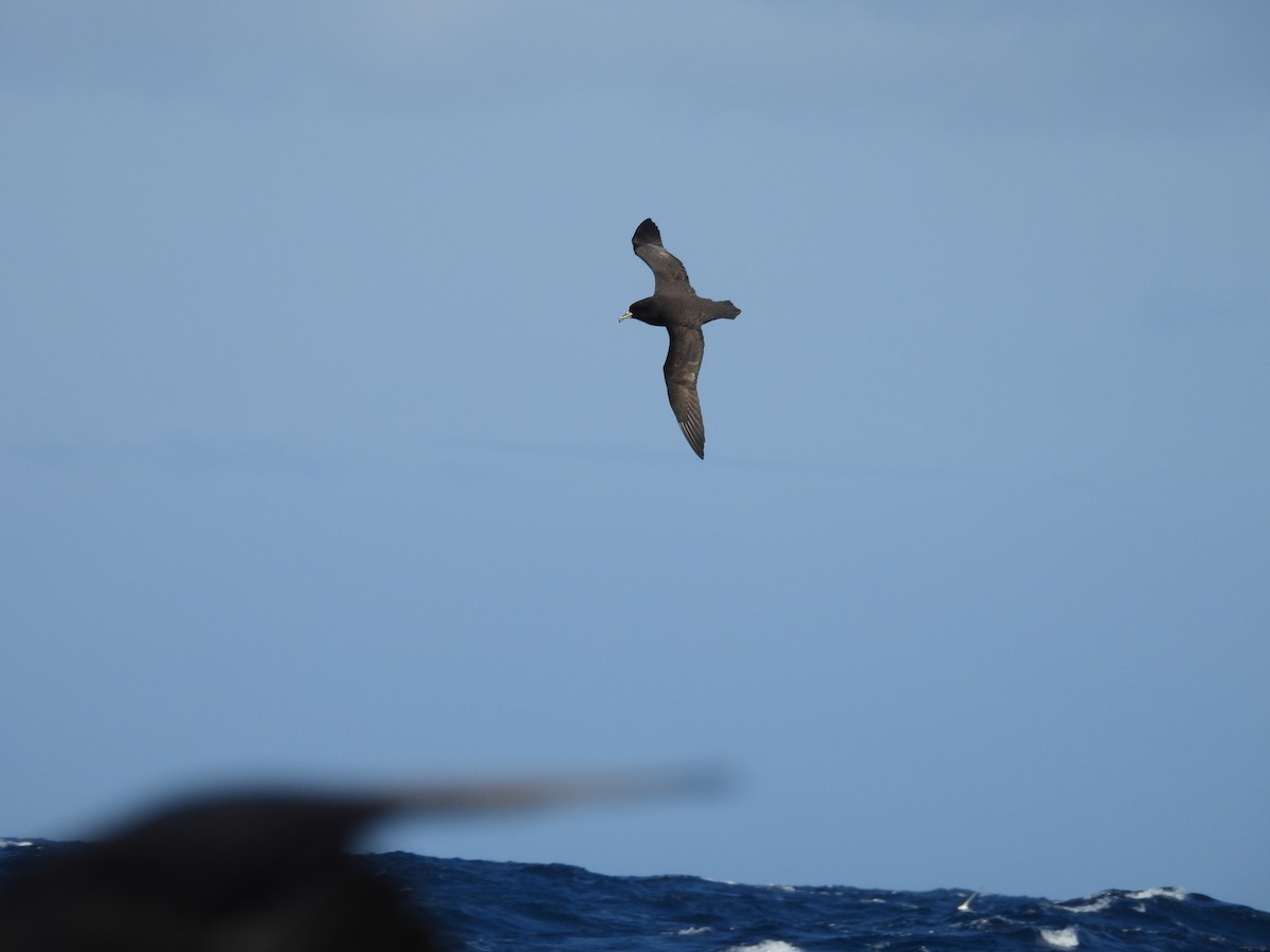 White-chinned Petrel - ML645385144
