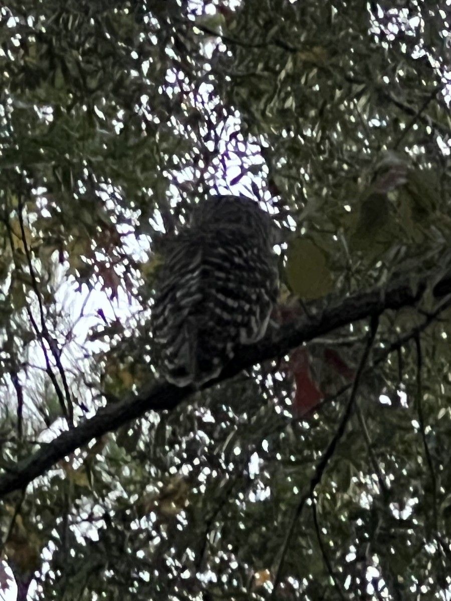 Chouette rayée - ML645385155