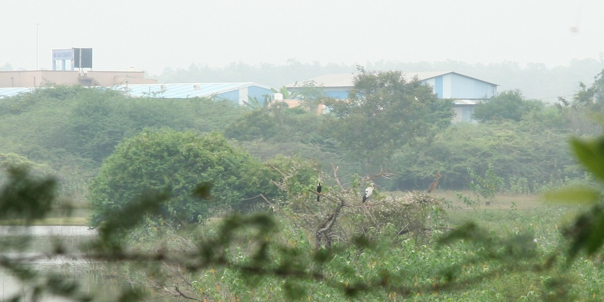 orientslangehals - ML645385157