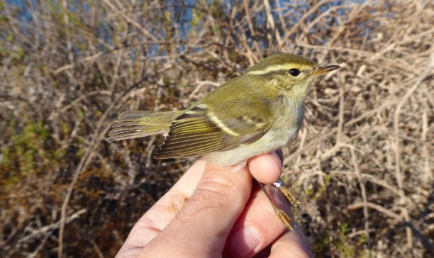 Yellow-browed Warbler - ML645385158