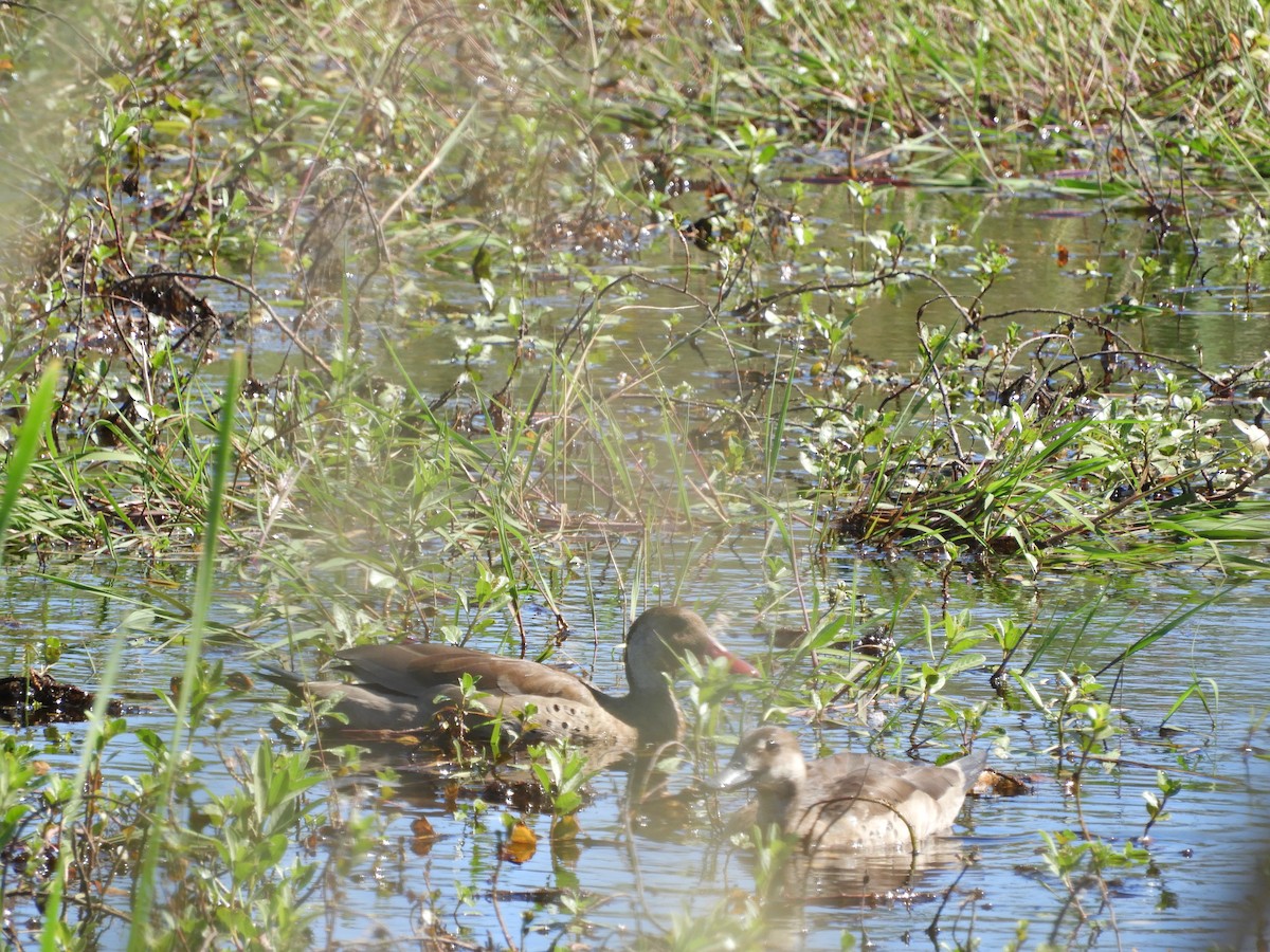 Brazilian Teal - ML645385162