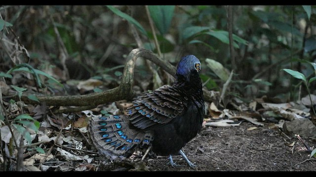 Bornean Peacock-Pheasant - ML645385169
