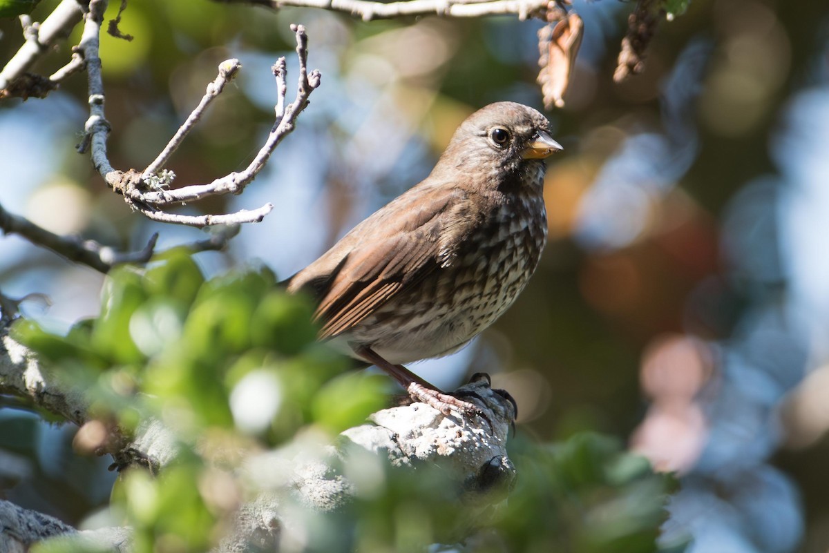 strnadec kaštanový - ML645385180