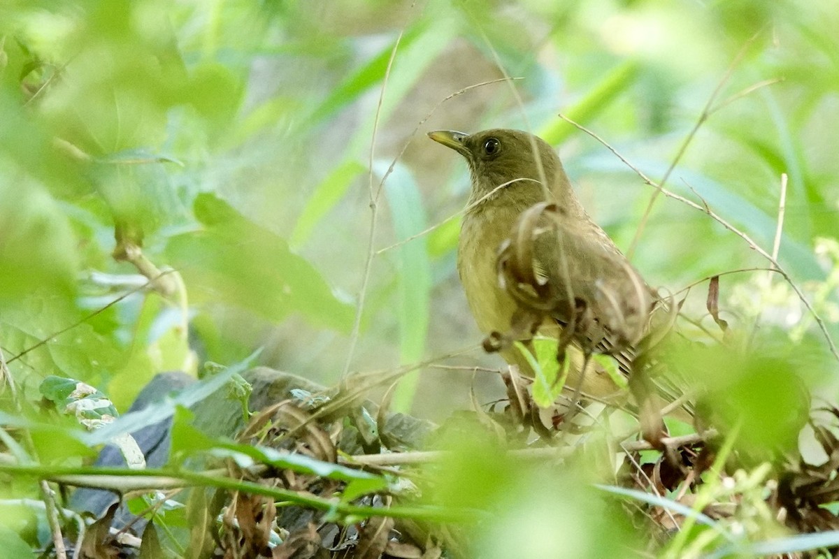 Clay-colored Thrush - ML645385203