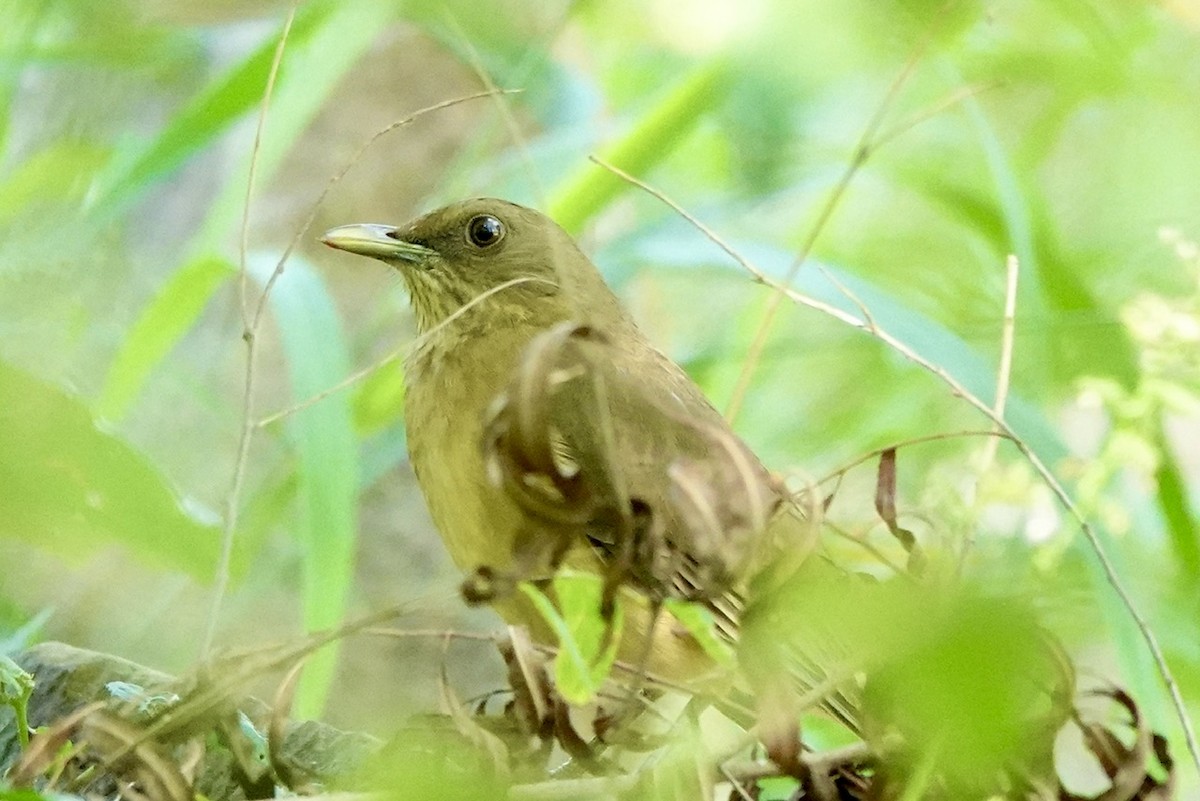 Clay-colored Thrush - ML645385204