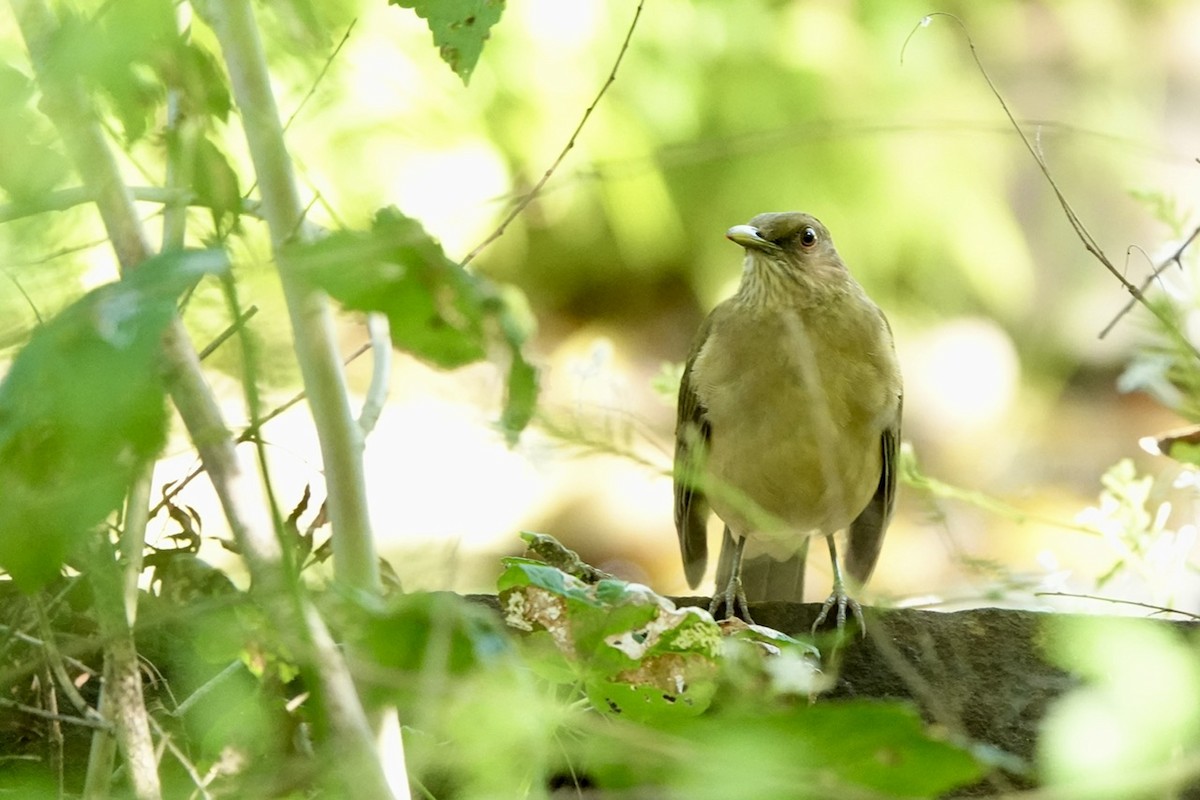 Clay-colored Thrush - ML645385205
