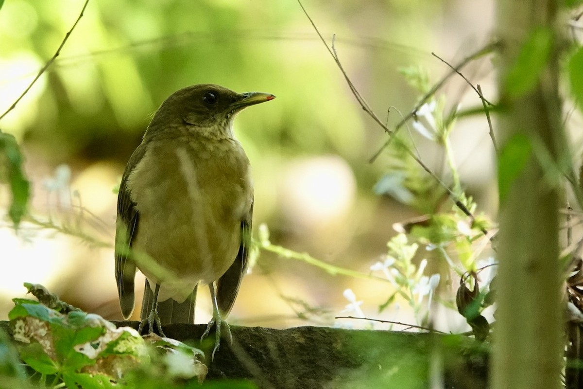 Clay-colored Thrush - ML645385206