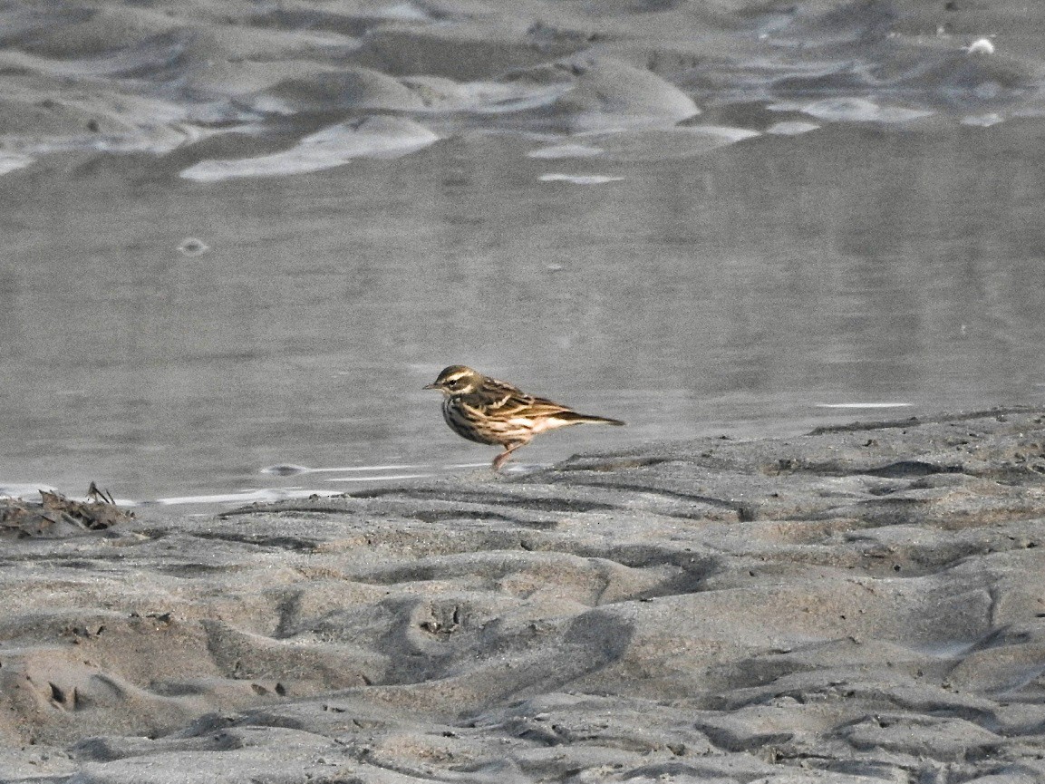 Rosy Pipit - ML645385230