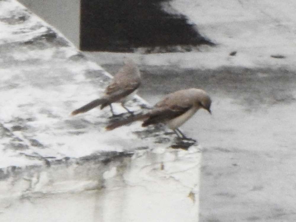 Tropikal Taklitçi - ML645385234