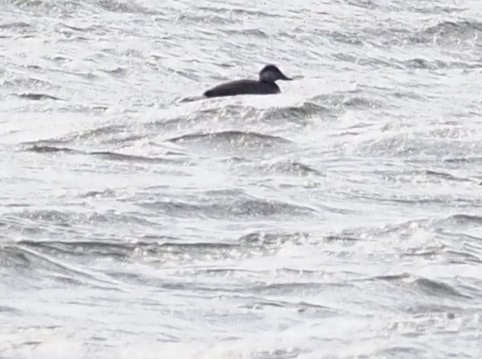 Black Scoter - ML645385237