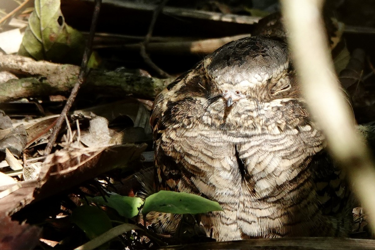 Common Pauraque - ML645385242