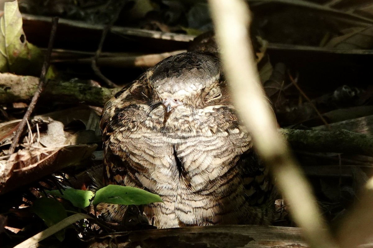 Common Pauraque - ML645385243