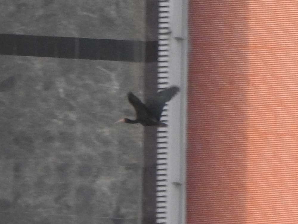 Ibis Afeitado - ML645385248