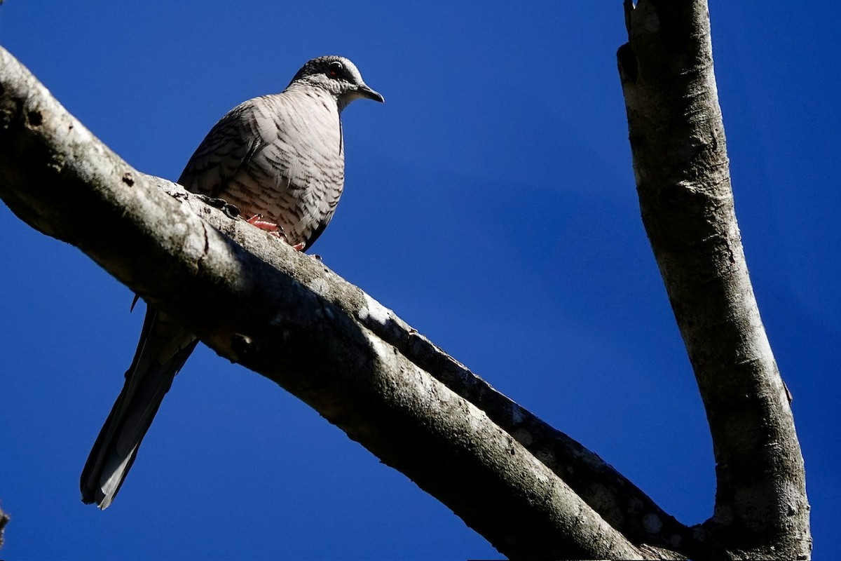 Inca Dove - ML645385263