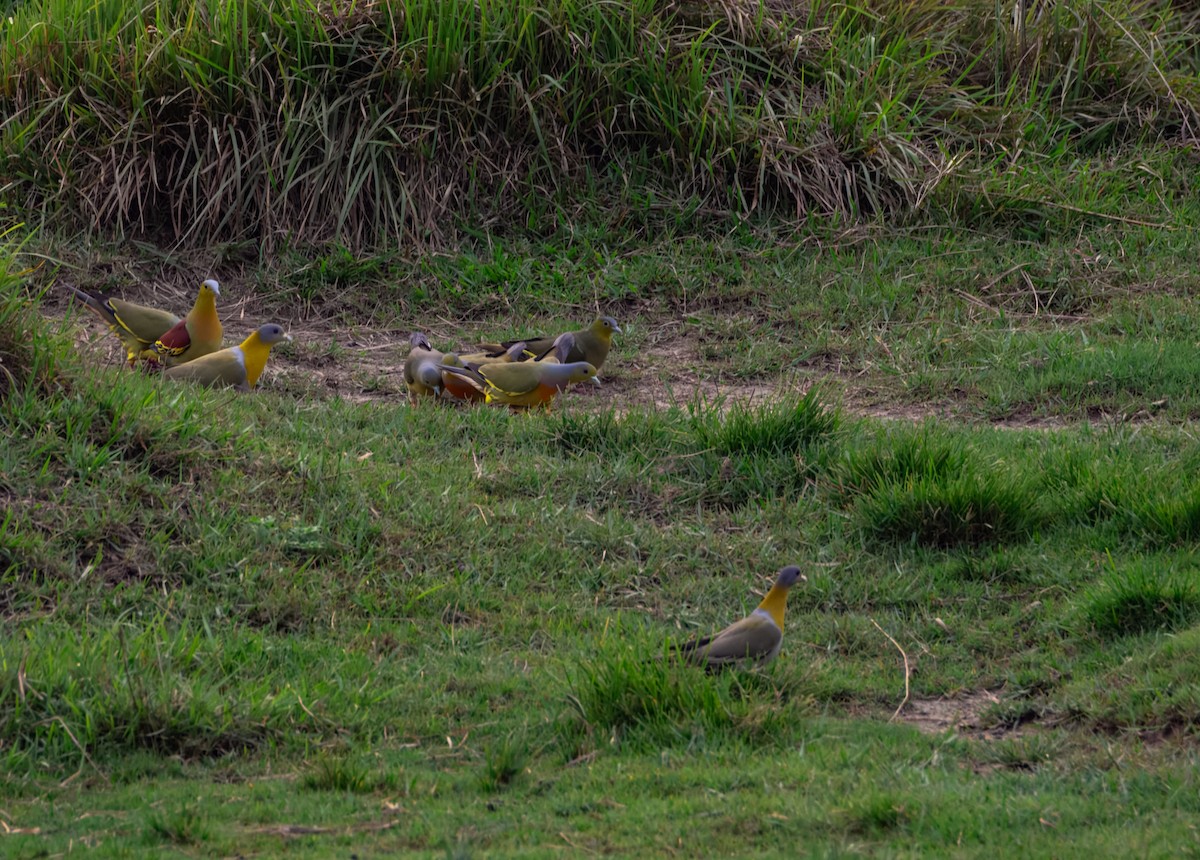 橙胸綠鳩 - ML645385272