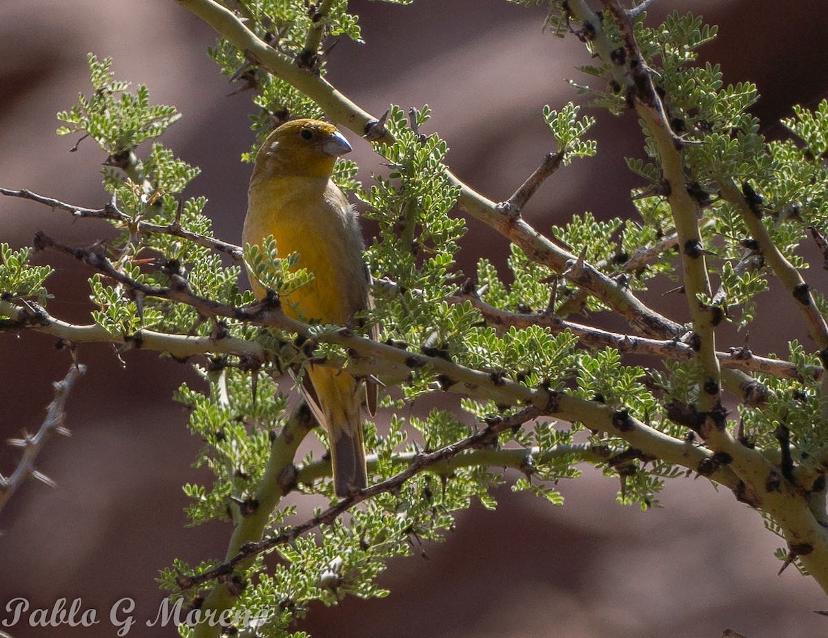 Monte Yellow-Finch - ML645385277