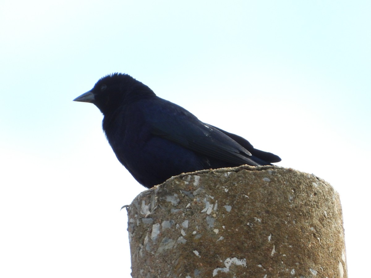 テリバネコウウチョウ - ML645385281