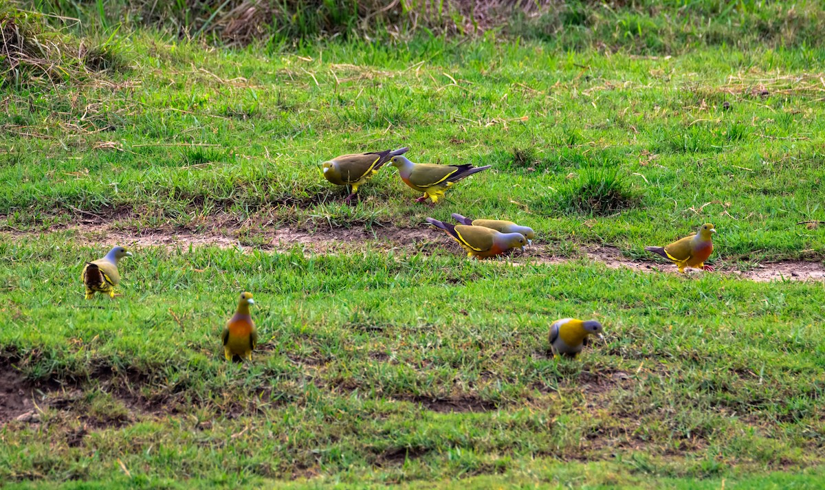 橙胸綠鳩 - ML645385283